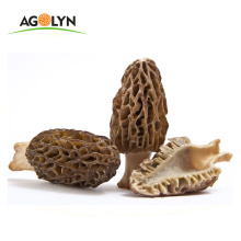 Origin Supply Large Size Dried Mushroom Morchella